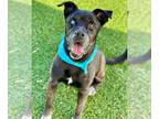 Labrador Retriever-Siberian Husky Mix DOG FOR ADOPTION RGADN-1347860 - LUCAS -