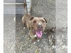 American Pit Bull Terrier DOG FOR ADOPTION RGADN-1347867 - BOSCO - Pit Bull