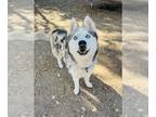Siberian Husky DOG FOR ADOPTION RGADN-1347868 - YESIKA - Siberian Husky (medium