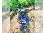 American Pit Bull Terrier Mix DOG FOR ADOPTION RGADN-1347871 - TERRI - Pit Bull