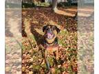 Rottweiler Mix DOG FOR ADOPTION RGADN-1347873 - JACK - Rottweiler / Mixed