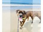 Mastiff DOG FOR ADOPTION RGADN-1347875 - JANGO - Mastiff (medium coat) Dog For