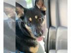 German Shepherd Dog DOG FOR ADOPTION RGADN-1347877 - CLOVER - German Shepherd