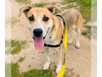 German Shepherd Dog Mix DOG FOR ADOPTION RGADN-1347889 - YOGI - German Shepherd