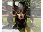 Australian Cattle Dog DOG FOR ADOPTION RGADN-1347892 - OLSA - Queensland Heeler