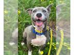American Pit Bull Terrier DOG FOR ADOPTION RGADN-1347907 - SUNSHINE - Pit Bull