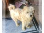 Poodle (Miniature) DOG FOR ADOPTION RGADN-1347918 - BERT - Poodle (Miniature)