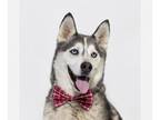 Siberian Husky DOG FOR ADOPTION RGADN-1347920 - PAUL - Siberian Husky (medium