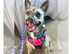 Plott Hound Mix DOG FOR ADOPTION RGADN-1347958 - AUBREY - Plott Hound / Mixed