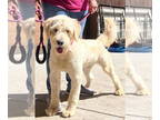 Labrador Retriever Mix DOG FOR ADOPTION RGADN-1347966 - Andy - Labrador