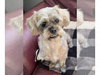 Shih Tzu Mix DOG FOR ADOPTION RGADN-1347968 - Allee - Shih Tzu / Yorkshire