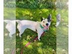 Bull Terrier Mix DOG FOR ADOPTION RGADN-1347993 - ZULA - Australian Cattle