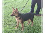 German Shepherd Dog DOG FOR ADOPTION RGADN-1347997 - Thelma 5months UTD/MICRO