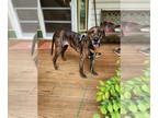 Labrador Retriever-Plott Hound Mix DOG FOR ADOPTION RGADN-1348015 - Dixie -