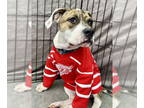 American Pit Bull Terrier Mix DOG FOR ADOPTION RGADN-1348026 - Oleandar -