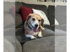 Beagle DOG FOR ADOPTION RGADN-1348050 - Sushi - Beagle Dog For Adoption