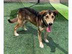 German Shepherd Dog DOG FOR ADOPTION RGADN-1348059 - *FROSTY - German Shepherd