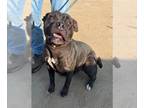 American Pit Bull Terrier Mix DOG FOR ADOPTION RGADN-1348060 - *BERTHA - Pit