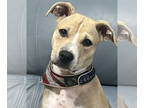 Labrador Retriever-Rat Terrier Mix DOG FOR ADOPTION RGADN-1348091 - Kala -