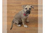 Rat Terrier DOG FOR ADOPTION RGADN-1348093 - Lani - Rat Terrier / Boxer Dog For