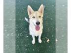 German Shepherd Dog-Siberian Husky Mix DOG FOR ADOPTION RGADN-1348116 - KYLO -