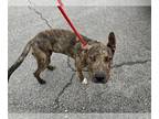Plott Hound Mix DOG FOR ADOPTION RGADN-1348128 - KENNY - Plott Hound / Mixed