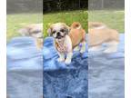 Shih Tzu DOG FOR ADOPTION RGADN-1348133 - Paris - Shih Tzu Dog For Adoption