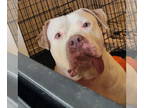 American Pit Bull Terrier DOG FOR ADOPTION RGADN-1348136 - DIOR (COURTESY POST)