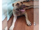 Black Mouth Cur Mix DOG FOR ADOPTION RGADN-1348138 - Cookie - Black Mouth Cur /