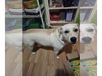 American Staffordshire Terrier Mix DOG FOR ADOPTION RGADN-1348141 - Sawyer -