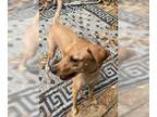 Golden Labrador DOG FOR ADOPTION RGADN-1348176 - Hal - Golden Retriever /