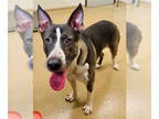 Akita Mix DOG FOR ADOPTION RGADN-1348186 - *BULLET - Akita / Mixed (medium coat)