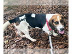 Bagle Hound DOG FOR ADOPTION RGADN-1348197 - FISHER - ADOPTION PENDING!