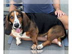 Basset Hound DOG FOR ADOPTION RGADN-1348210 - OTTO - Basset Hound Dog For