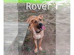 Black Mouth Cur-Retriever Mix DOG FOR ADOPTION RGADN-1348219 - Rover - Retriever