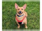 Pembroke Welsh Corgi Mix DOG FOR ADOPTION RGADN-1348229 - MINNOW - Pembroke