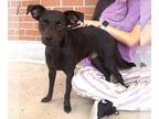 Labrador Retriever Mix DOG FOR ADOPTION RGADN-1348272 - Blaze - Labrador
