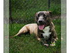 Mountain Cur-Plott Hound Mix DOG FOR ADOPTION RGADN-1348276 - Magic Mike - Plott