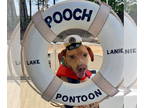 Chinese Shar-Pei Mix DOG FOR ADOPTION RGADN-1348311 - RUBBLE - Shar Pei / Hound