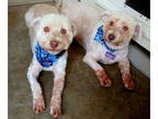 Havanese DOG FOR ADOPTION RGADN-1348377 - Jon - Havanese Dog For Adoption