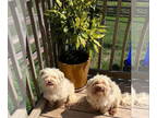 Havanese DOG FOR ADOPTION RGADN-1348378 - Richie - Havanese Dog For Adoption