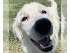 Great Pyrenees DOG FOR ADOPTION RGADN-1348380 - Virgil - Great Pyrenees (long