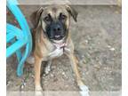 Plott Hound Mix DOG FOR ADOPTION RGADN-1348411 - VAL - Plott Hound / Mixed