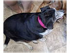Dachshund Mix DOG FOR ADOPTION RGADN-1348421 - Sydney - Dachshund / Mixed (short