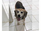 Beagle DOG FOR ADOPTION RGADN-1348422 - Katie - Beagle (short coat) Dog For
