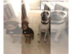 Mastiff DOG FOR ADOPTION RGADN-1348432 - Thor - Mastiff Dog For Adoption