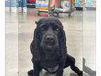 Cocker Spaniel DOG FOR ADOPTION RGADN-1348433 - Olive Oil - Cocker Spaniel Dog