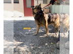 German Shepherd Dog DOG FOR ADOPTION RGADN-1348458 - WESTLEY - German Shepherd