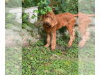 Labradoodle DOG FOR ADOPTION RGADN-1348464 - Rosie - Labrador Retriever / Poodle