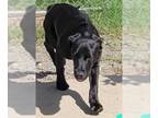 Labrador Retriever DOG FOR ADOPTION RGADN-1348486 - Colt - Labrador Retriever